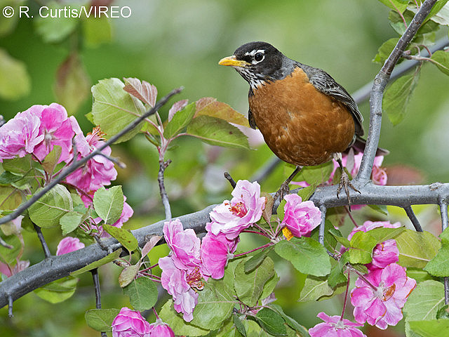 American Robin